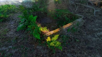 instagram for business growth