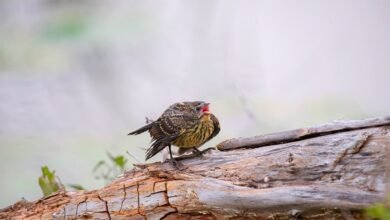 call verification phone numbers